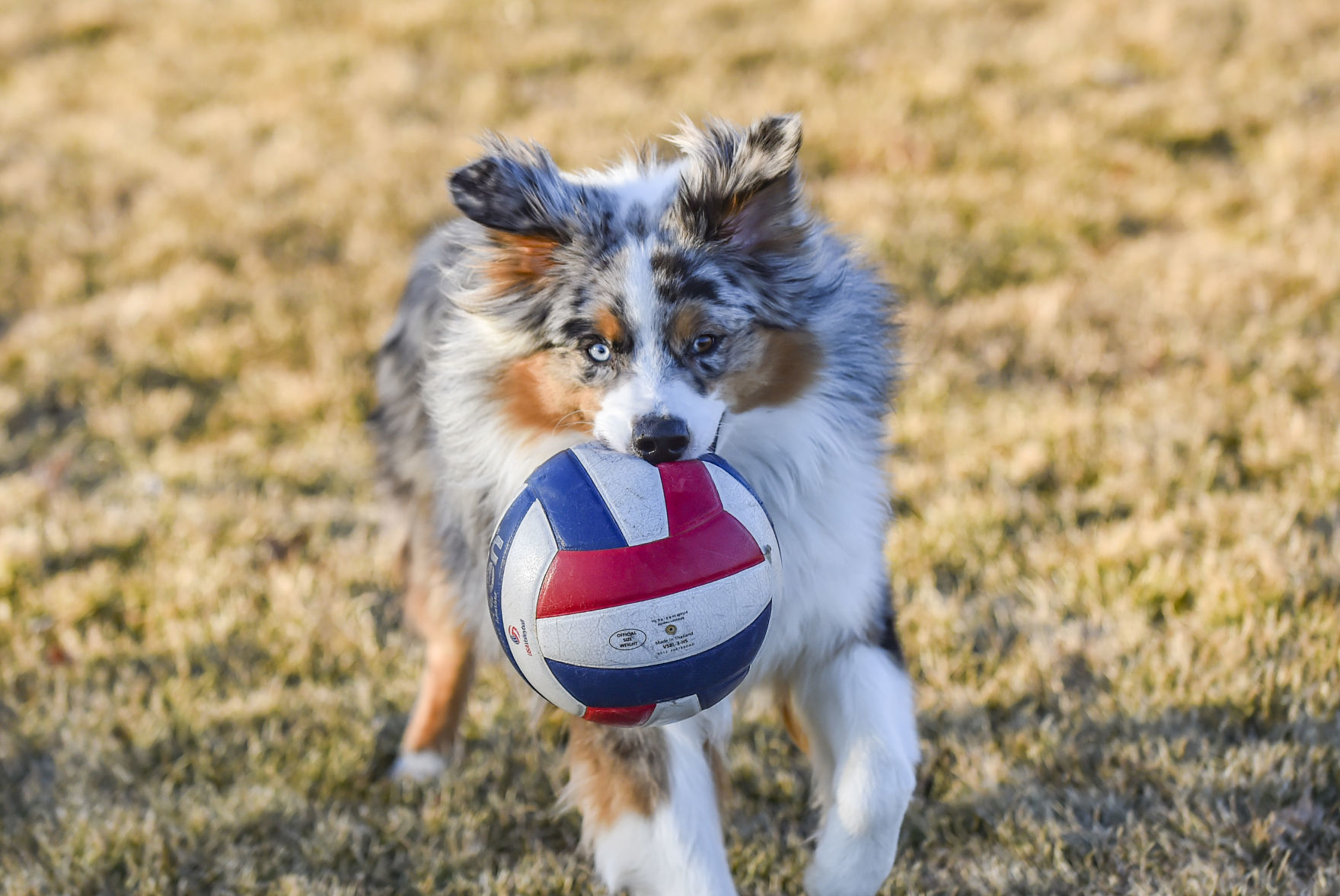 040419-bet-dogpark-01.jpg